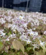 Epimedium cantabrigiense (Elfenbloem)