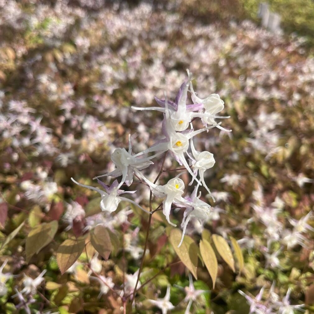 Epimedium cantabrigiense (Elfenbloem)