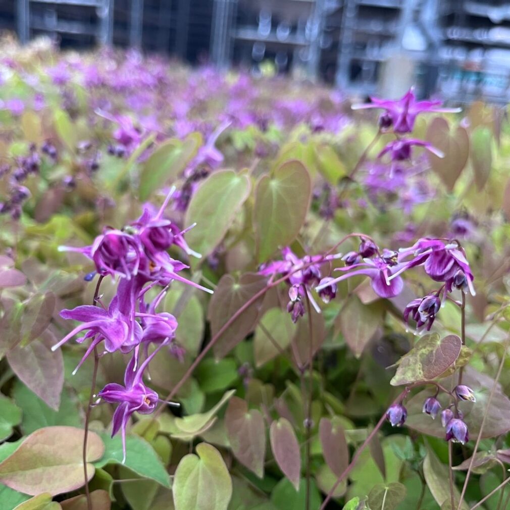 Epimedium grandiflorum 'Lilafee' (Elfenbloem)