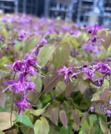 Epimedium grandiflorum 'Lilafee' (Elfenbloem)