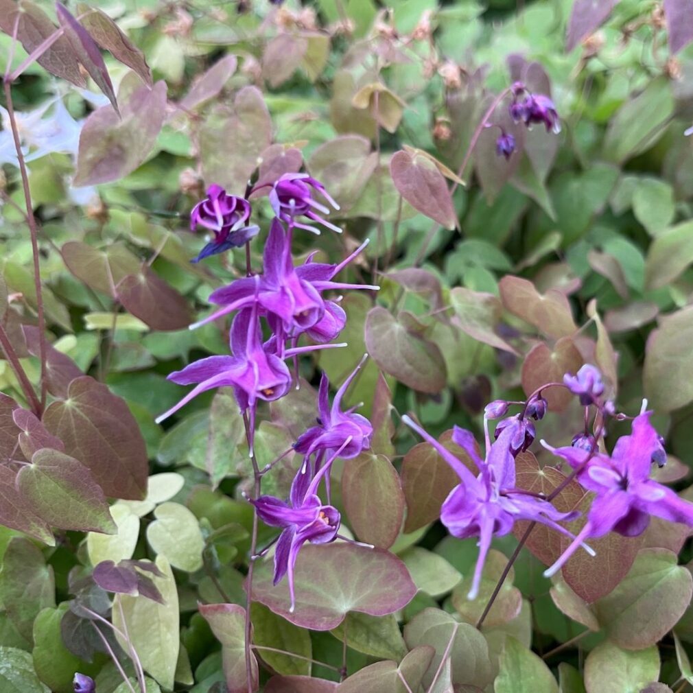 Epimedium grandiflorum 'Lilafee' (Elfenbloem)