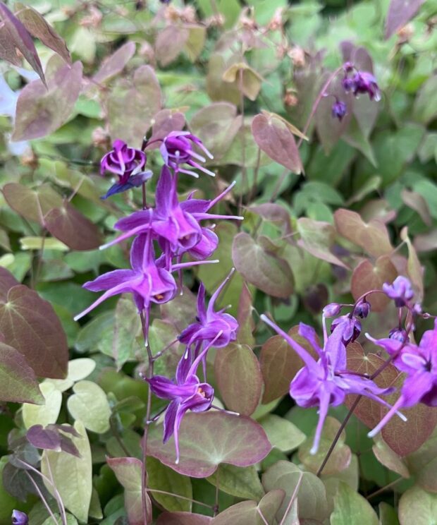 Epimedium grandiflorum 'Lilafee' (Elfenbloem)