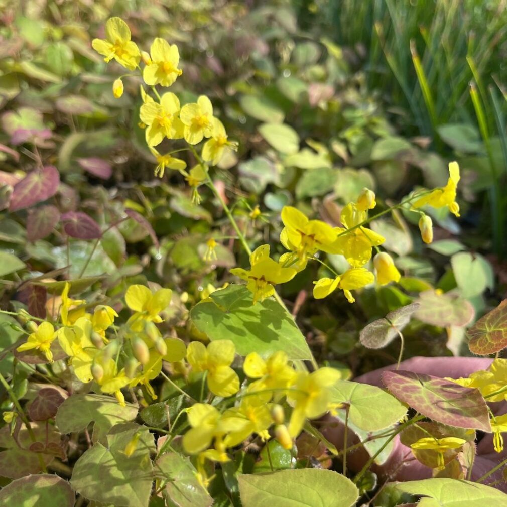 Epimedium pinnatum colchicum (Elfenbloem)