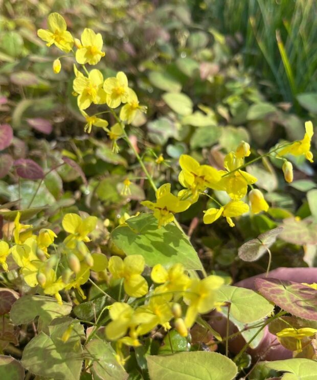 Epimedium pinnatum colchicum (Elfenbloem)