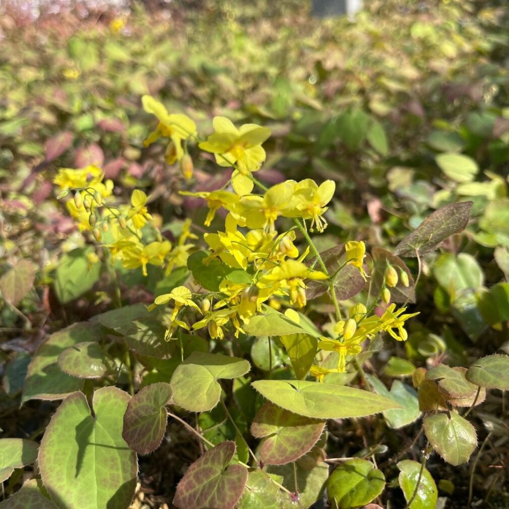 Epimedium pinnatum colchicum (Elfenbloem)