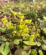 Epimedium pinnatum colchicum (Elfenbloem)