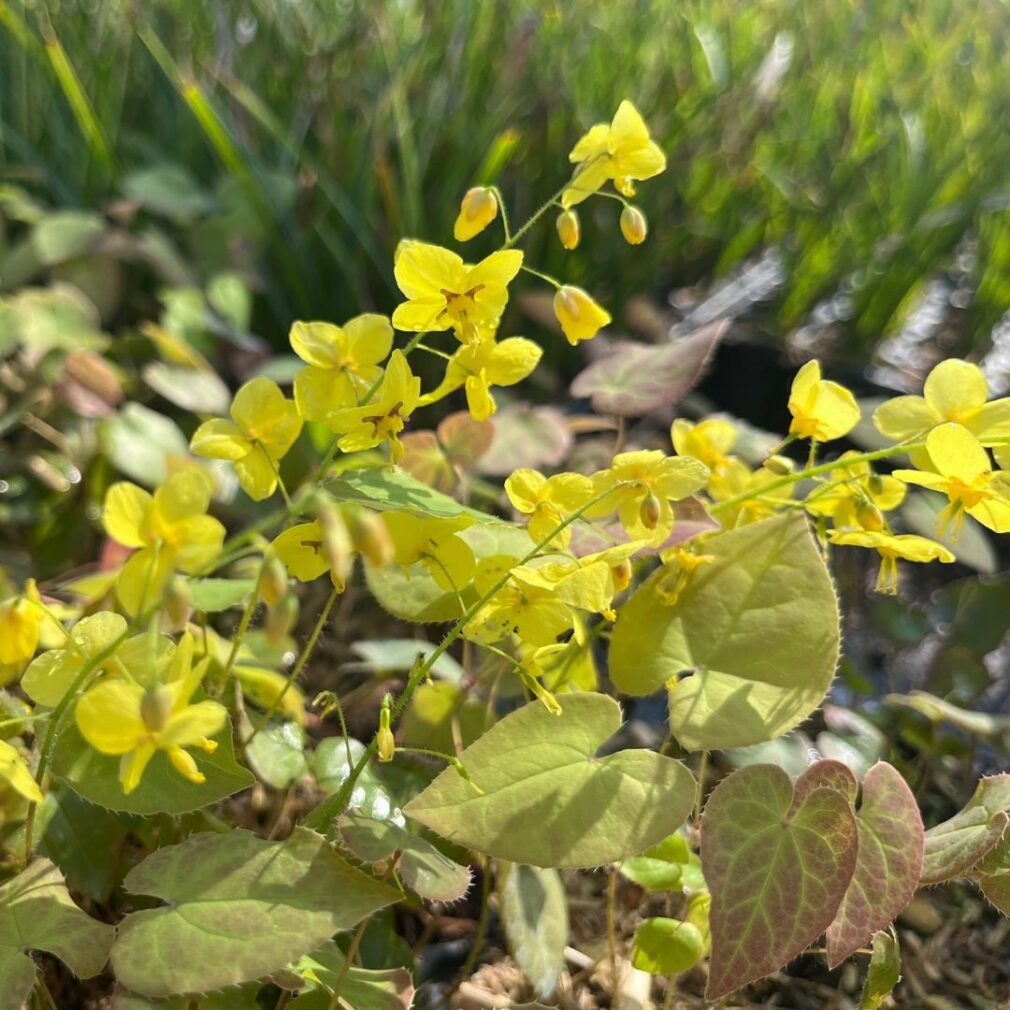 Epimedium pinnatum colchicum (Elfenbloem)
