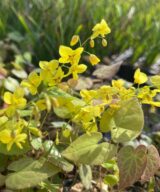 Epimedium pinnatum colchicum (Elfenbloem)