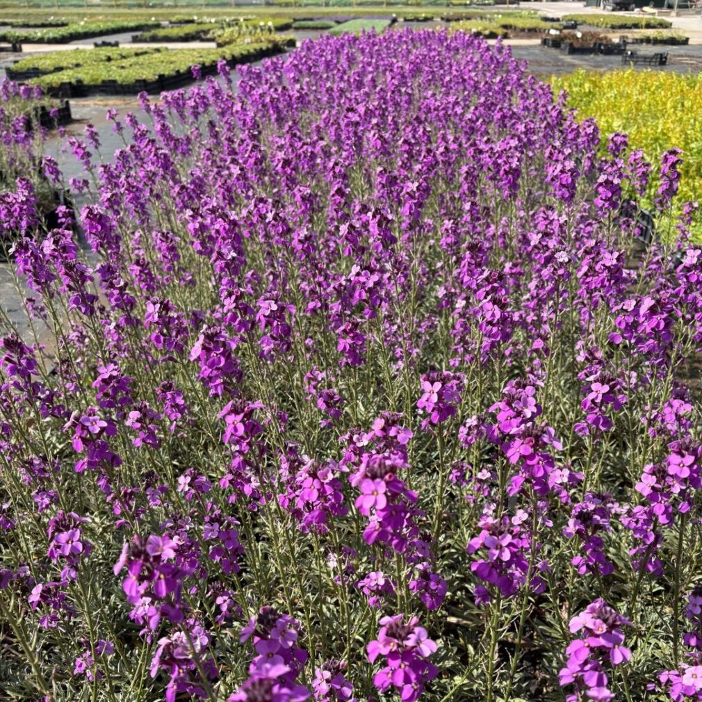 Erysimum 'Bowles Mauve' (Muurbloem)