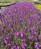 Erysimum 'Bowles Mauve' (Muurbloem)