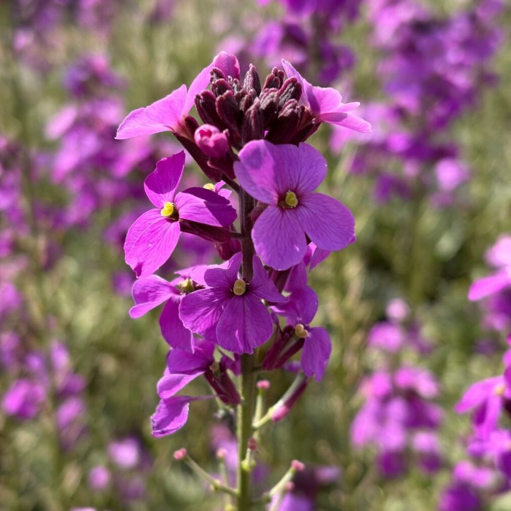 Erysimum 'Bowles Mauve' (Muurbloem)