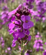 Erysimum 'Bowles Mauve' (Muurbloem)