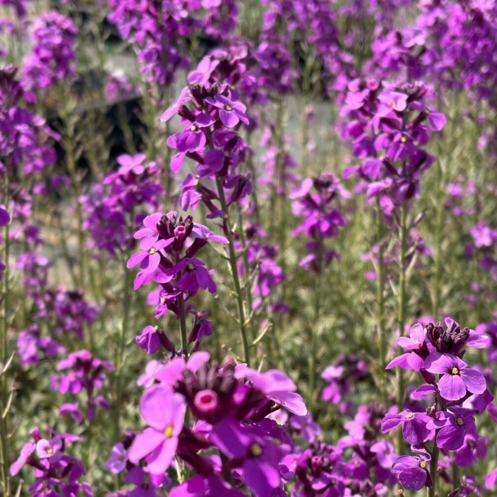 Erysimum 'Bowles Mauve' (Muurbloem)
