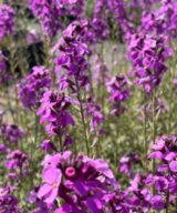 Erysimum 'Bowles Mauve' (Muurbloem)