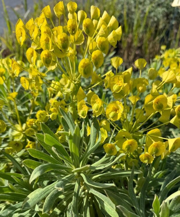 Euphorbia characias 'Wulfenii' (Wolfsmelk)
