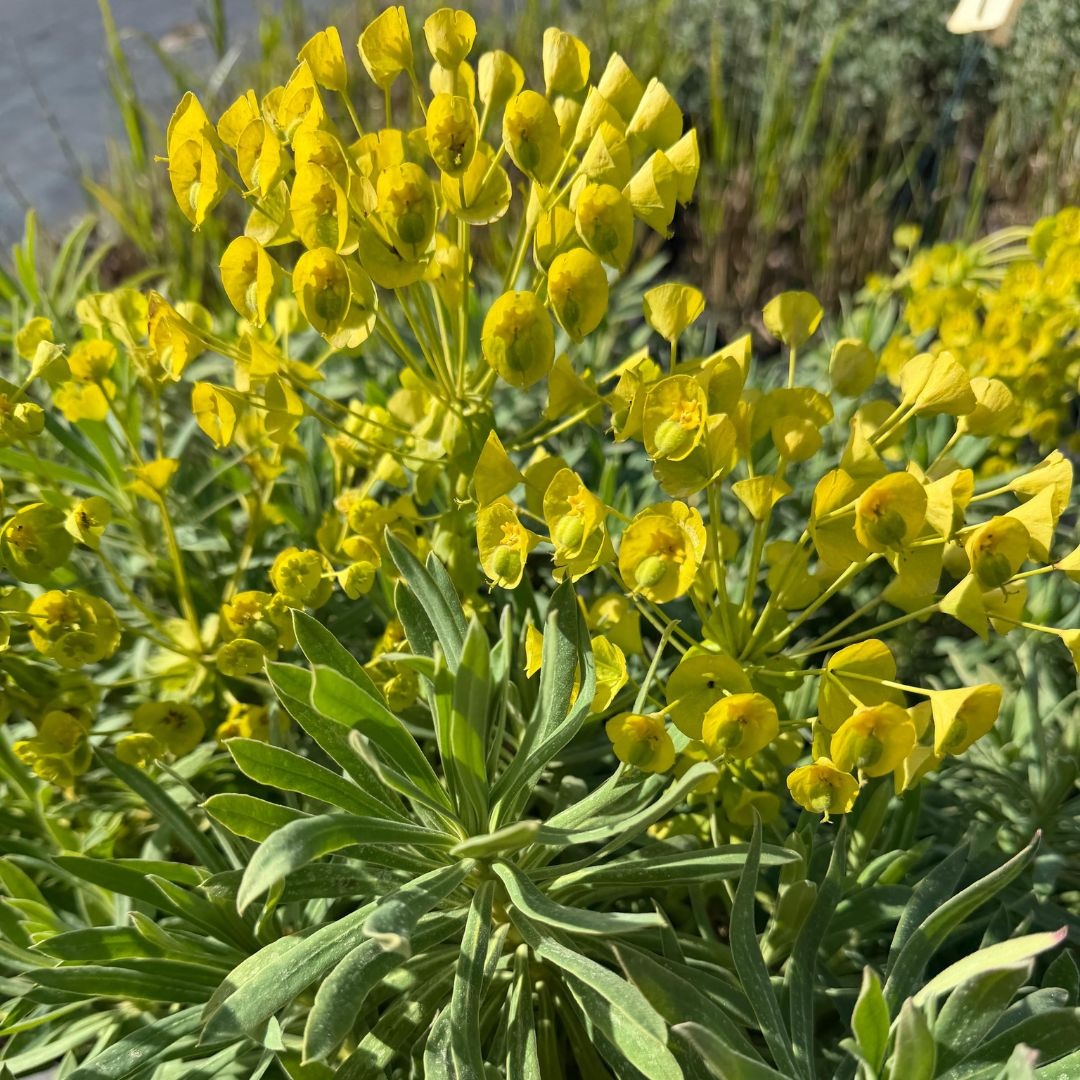Euphorbia characias 'Wulfenii' (Wolfsmelk)