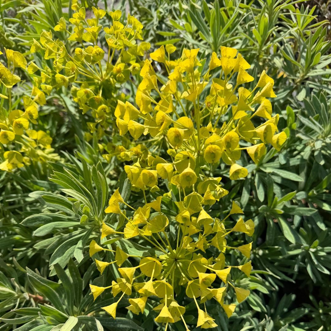 Euphorbia characias 'Wulfenii' (Wolfsmelk)