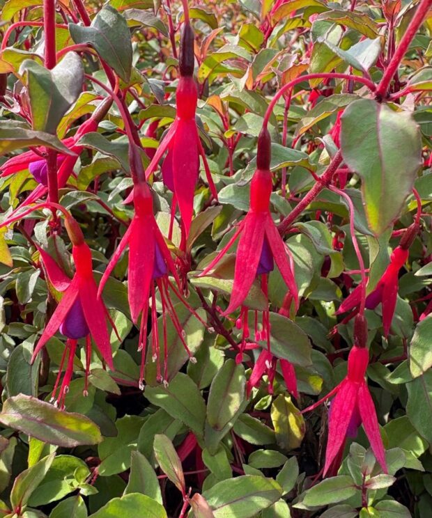 Fuchsia magellanica 'Gracilis' (Bellenplant)