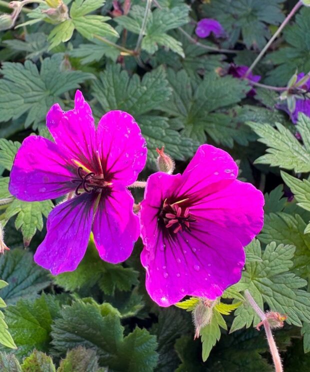 Geranium 'Anne Thomson' (Ooievaarsbek)