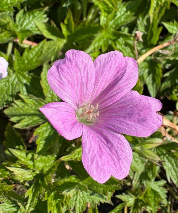 Geranium oxonianum 'Rose Clair' (Ooievaarsbek)