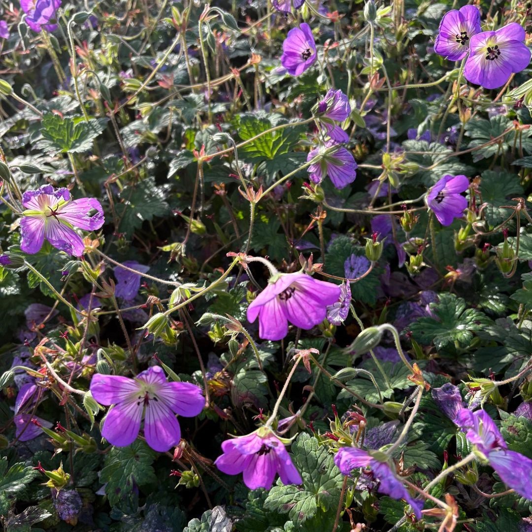 Geranium 'Sylvia's Surprise' (Ooievaarsbek)