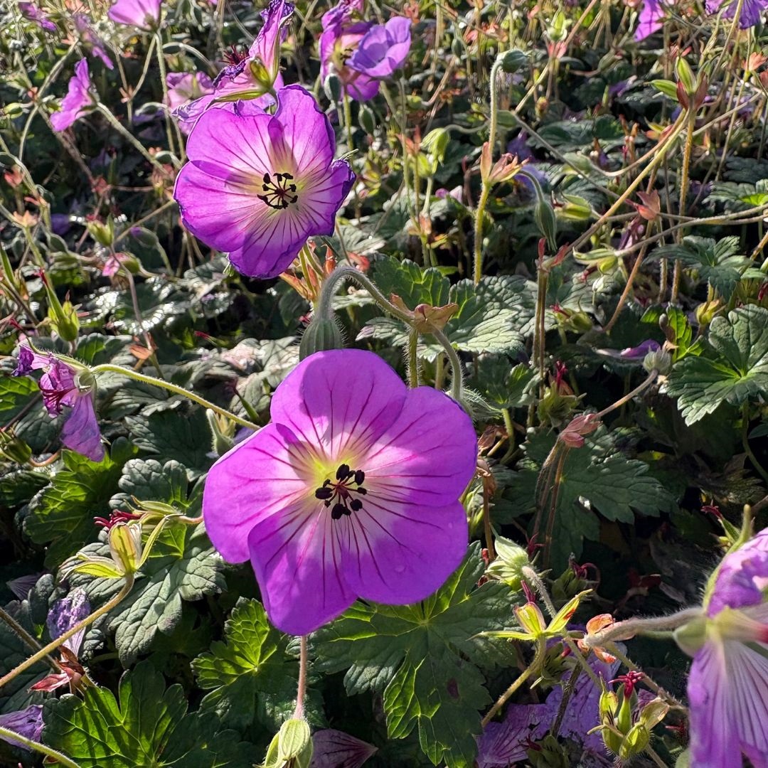 Geranium 'Sylvia's Surprise' (Ooievaarsbek)