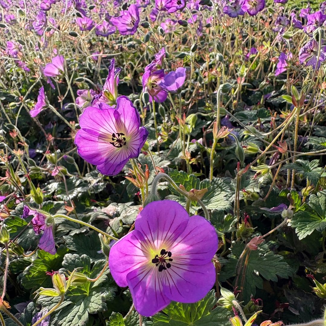 Geranium 'Sylvia's Surprise' (Ooievaarsbek)