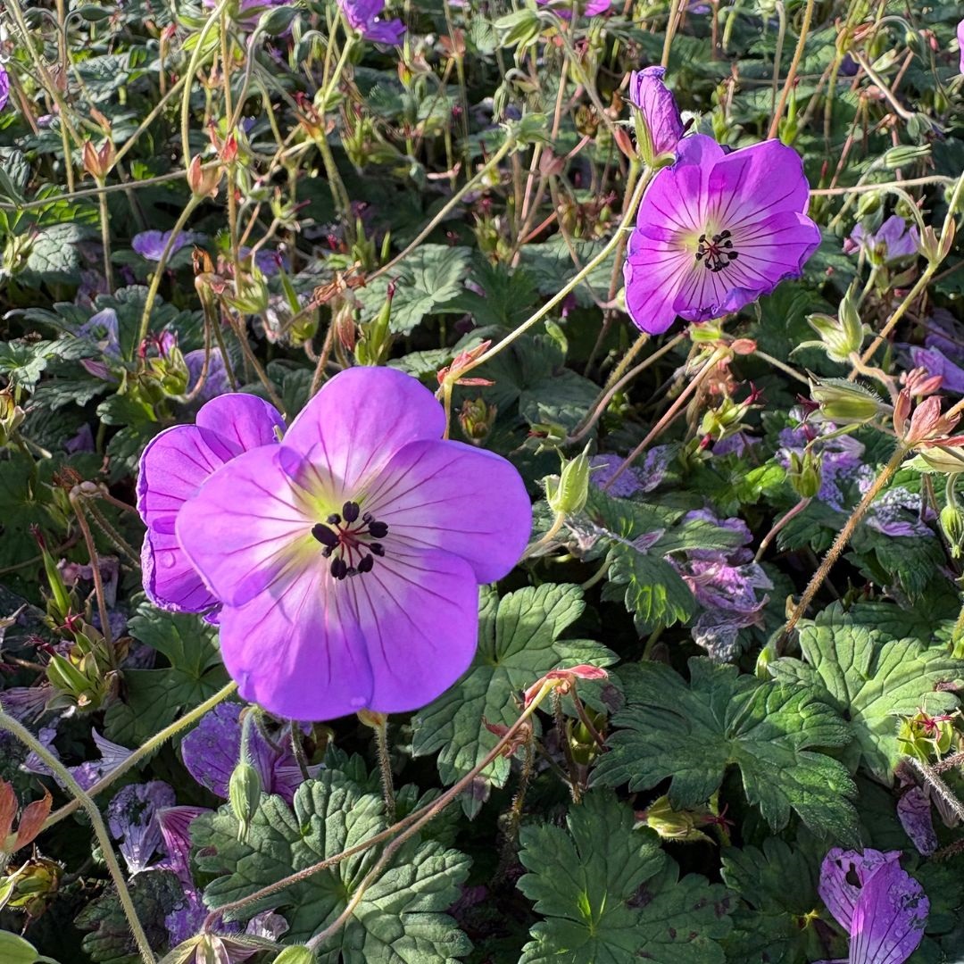 Geranium 'Sylvia's Surprise' (Ooievaarsbek)