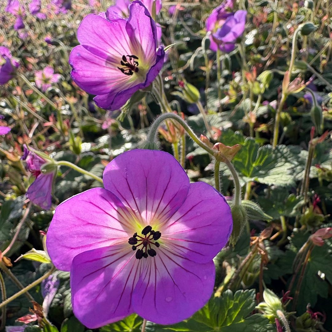 Geranium 'Sylvia's Surprise' (Ooievaarsbek)