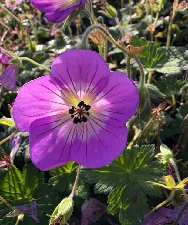 Geranium 'Sylvia's Surprise' (Ooievaarsbek)