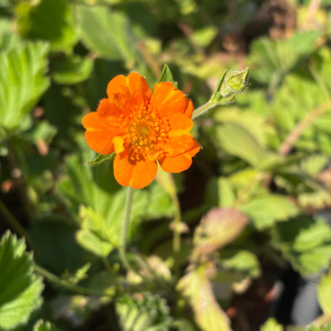 Geum 'Prinses Juliana' (Nagelkruid)