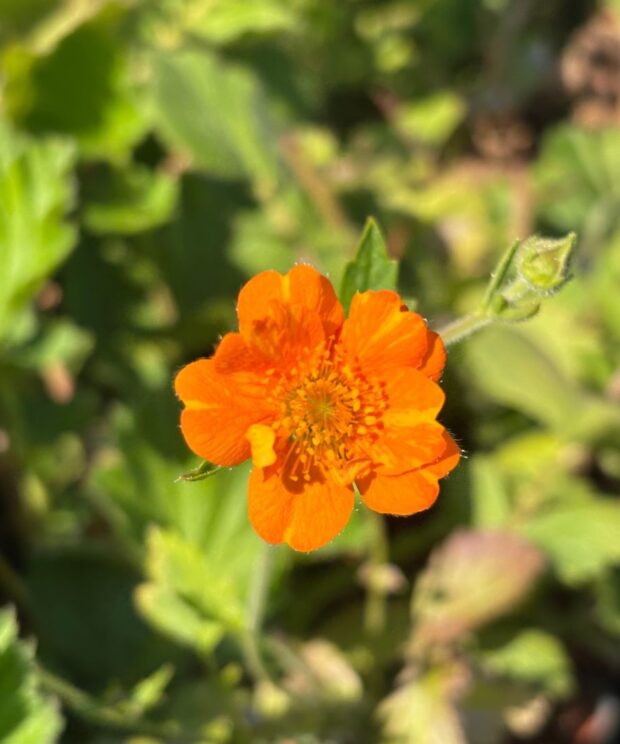 Geum 'Prinses Juliana' (Nagelkruid)