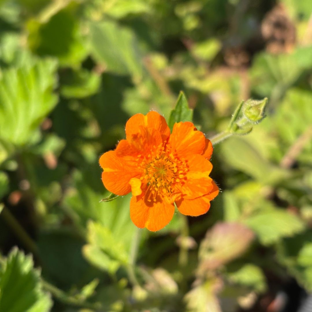 Geum 'Prinses Juliana' (Nagelkruid)