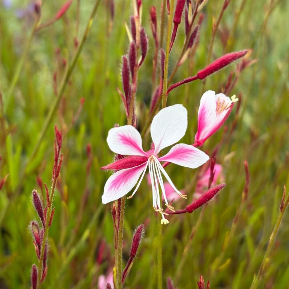 Gaura lindheimeri 'Siskiyou Pink' (Prachtkaars)