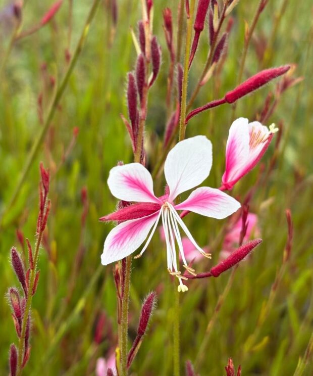 Gaura lindheimeri 'Siskiyou Pink' (Prachtkaars)