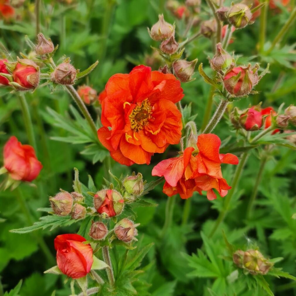 Geum 'Scarlet Tempest' (Nagelkruid)