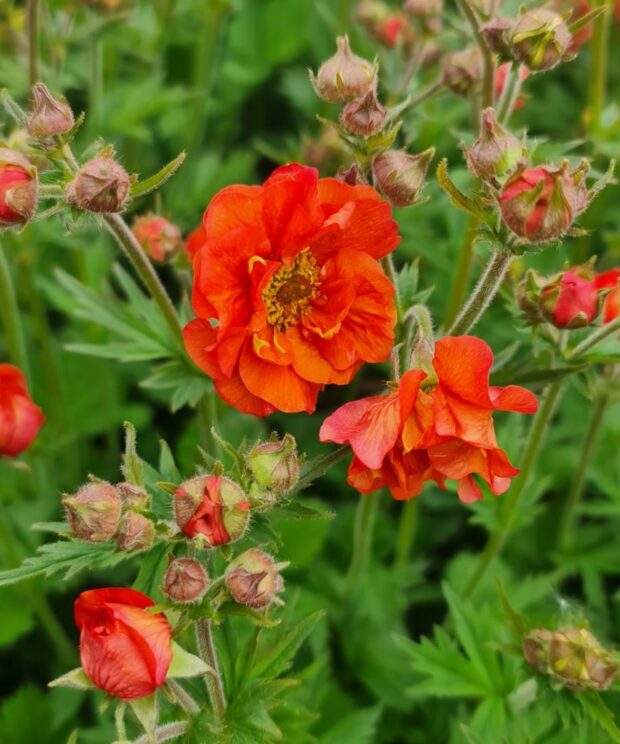 Geum 'Scarlet Tempest' (Nagelkruid)