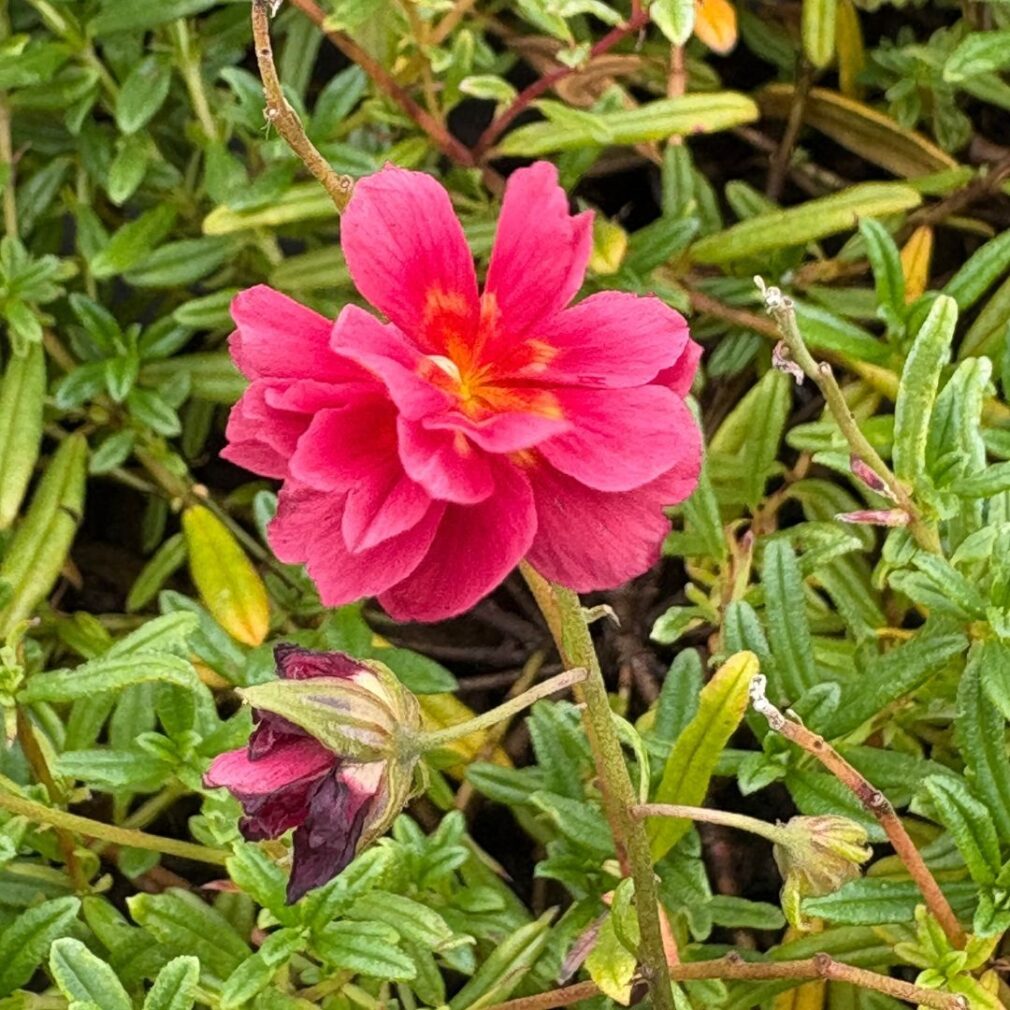 Helianthemum 'Cerise Queen' (Zonneroosje)