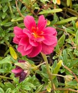 Helianthemum 'Cerise Queen' (Zonneroosje)