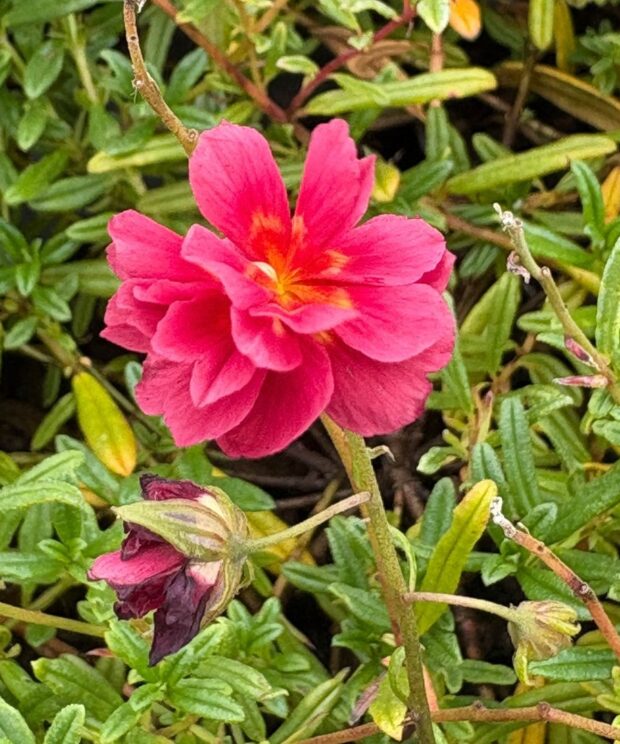 Helianthemum 'Cerise Queen' (Zonneroosje)