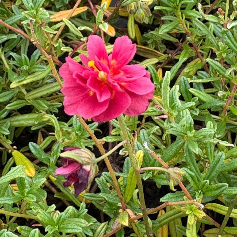 Helianthemum 'Cerise Queen' (Zonneroosje)