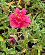 Helianthemum 'Cerise Queen' (Zonneroosje)