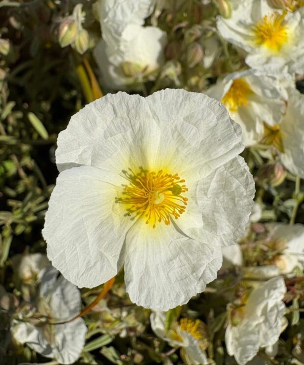Helianthemum ‘Snow Queen’ (The Bride) (Zonneroosje)