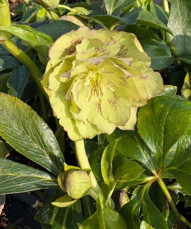 Helleborus orientalis 'Double Ellen Green' (Nieskruid)