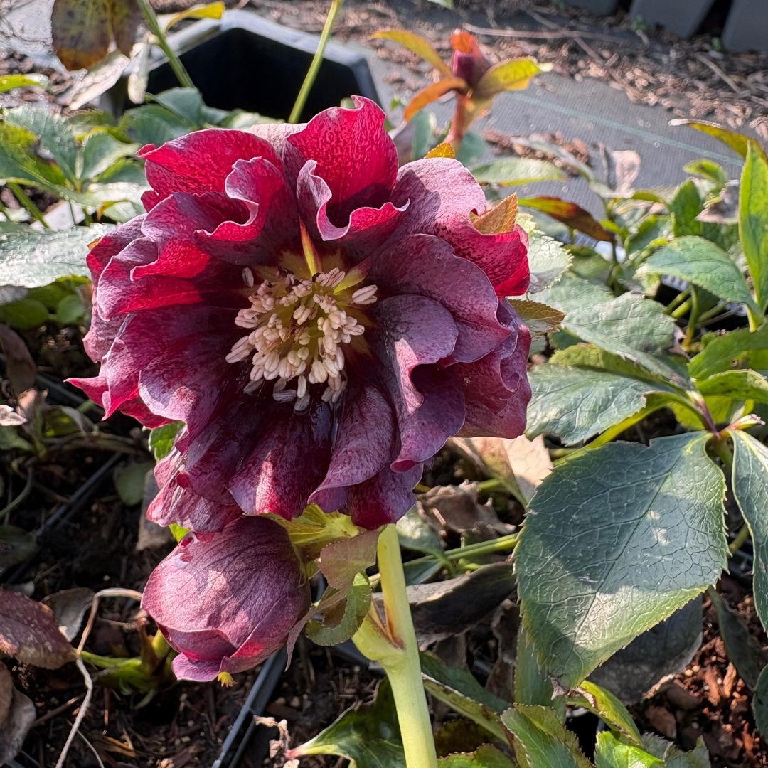 Helleborus orientalis 'Double Ellen Purple' (Nieskruid)