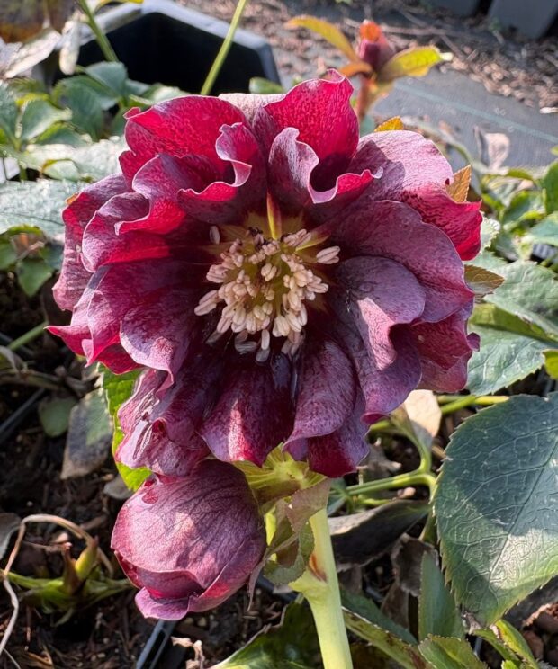 Helleborus orientalis 'Double Ellen Purple' (Nieskruid)
