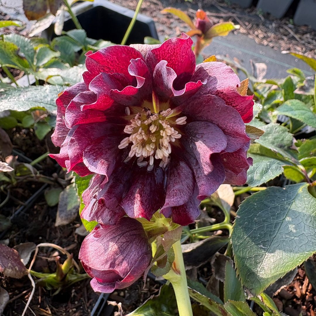 Helleborus orientalis 'Double Ellen Purple' (Nieskruid)