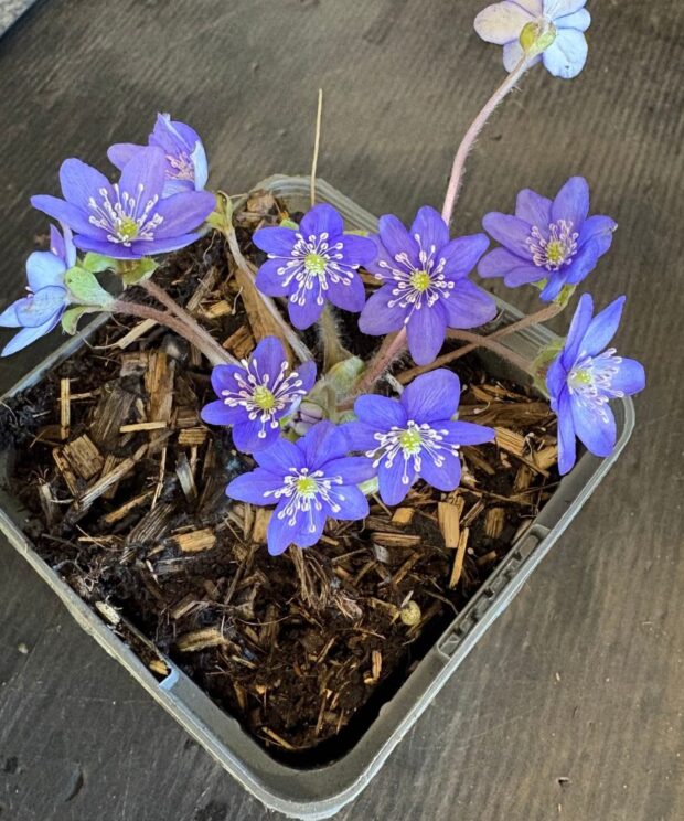 Hepatica nobilis (Leverbloempje)