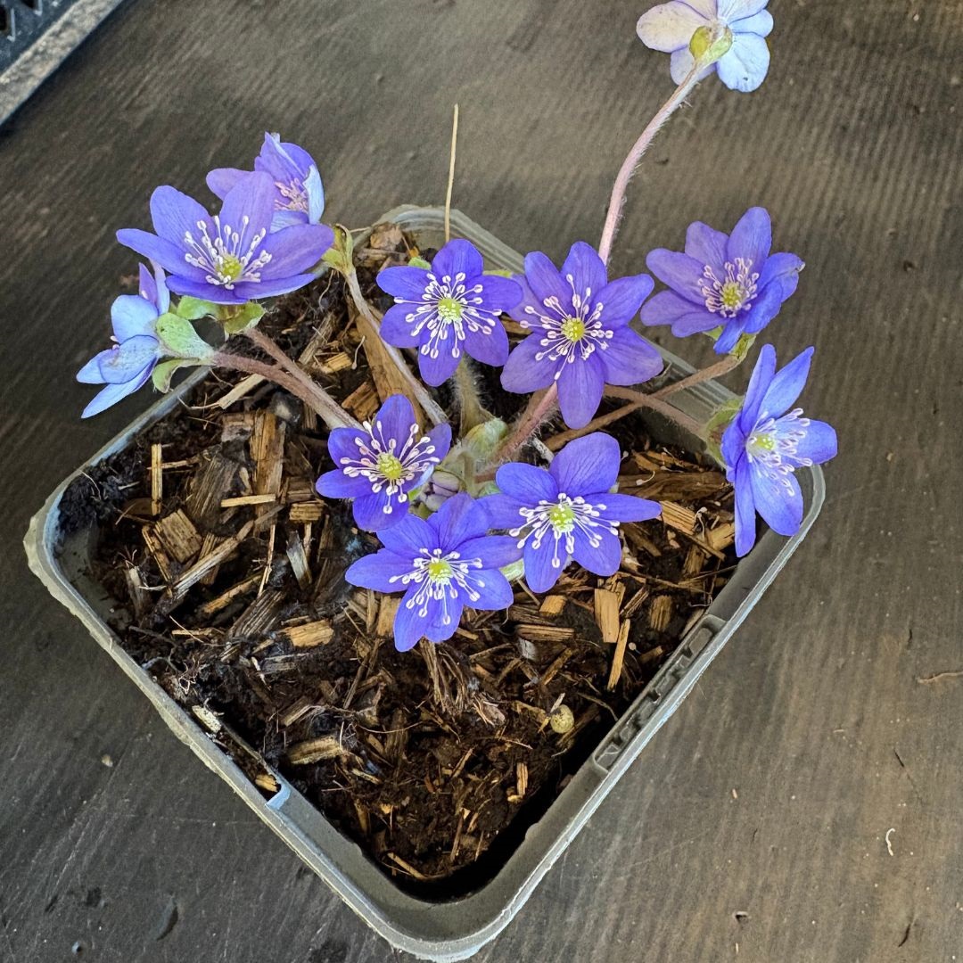 Hepatica nobilis (Leverbloempje)