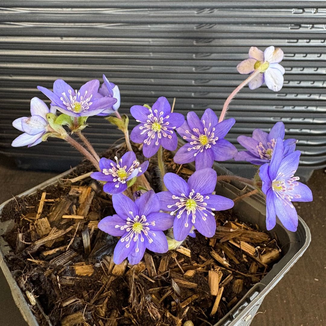 Hepatica nobilis (Leverbloempje)